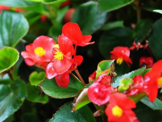 海棠花什麼時候開花，盆栽海棠花花期多久