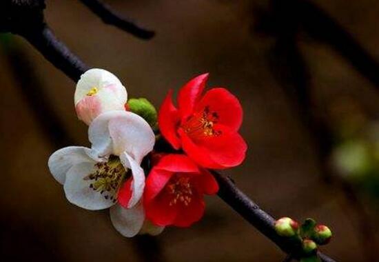 海棠花什麼時候開花，盆栽海棠花花期多久