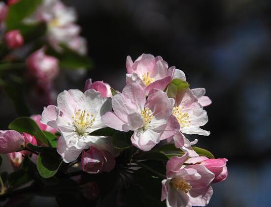 海棠花怎麼扡插，海棠花的繁殖方法