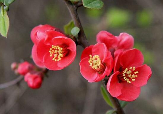 海棠花花語是什麼，海棠花為什麼叫斷腸花