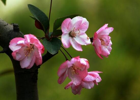 海棠花花語是什麼，海棠花為什麼叫斷腸花