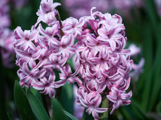 風信子開花後怎麼處理，開花後處理方法