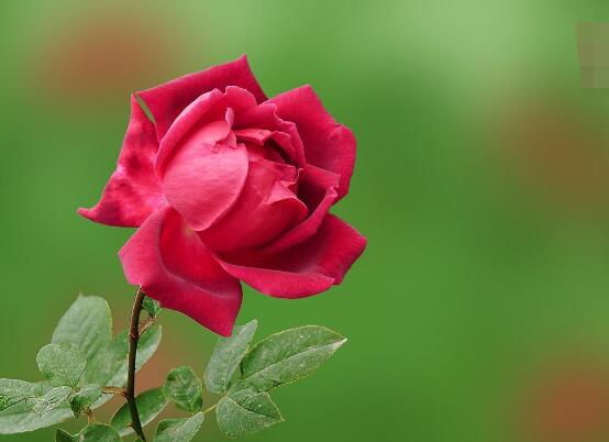 玫瑰花什麼時候開花，玫瑰開花在每年初夏期間