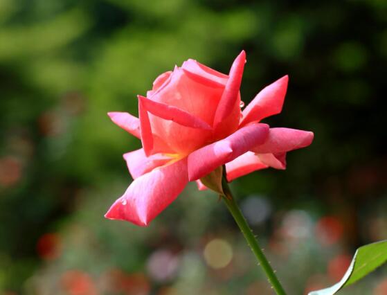 玫瑰花什麼時候開花，玫瑰開花在每年初夏期間