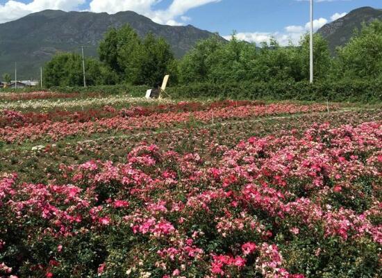 玫瑰花的花語是什麼，玫瑰花象征著美麗的愛情