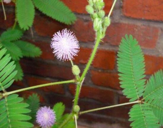 含羞草會開花嗎，含羞草什麼時候開花