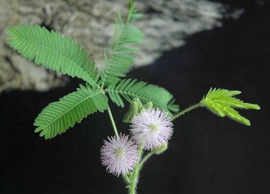 含羞草可以水培嗎，含羞草水培養殖方法