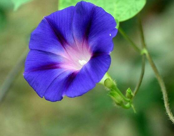 牽牛花怎麼養，牽牛花養殖方法