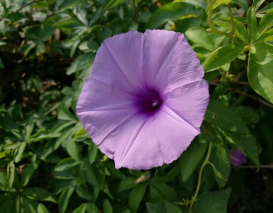 牽牛花有毒嗎，牽牛花可以在室內養嗎