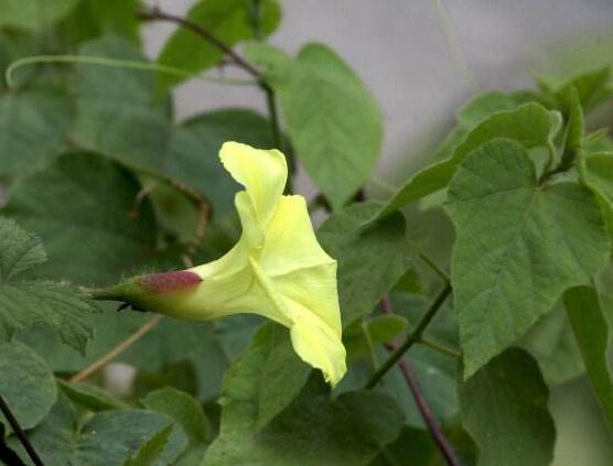 牽牛花葉子發黃怎麼辦，牽牛花葉子發黃解決辦法