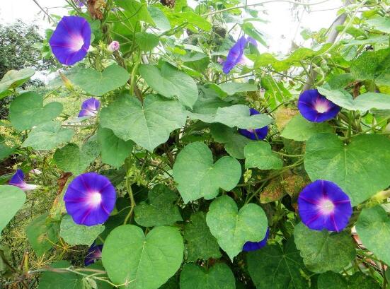 牽牛花葉子發黃怎麼辦，牽牛花葉子發黃解決辦法