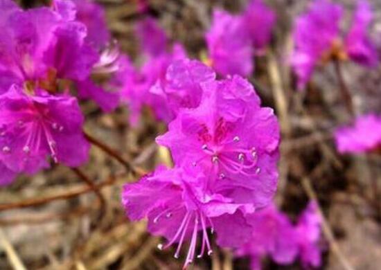 杜鵑花花期多長時間，杜鵑花一年開幾次花