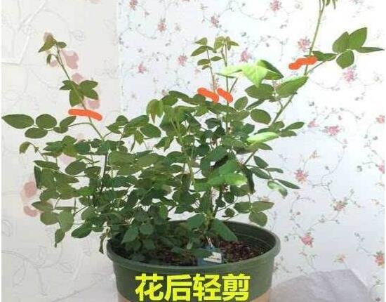 月季花怎麼修剪，月季花的修剪方法