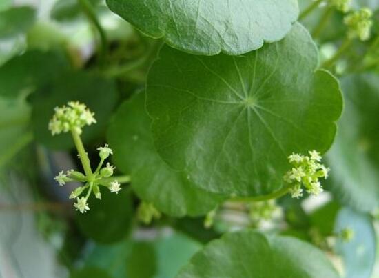 銅錢草什麼時候開花，銅錢草花期多長時間（四個月）