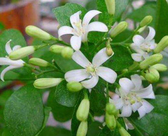 九裏香什麼時候開花，九裏香一年開幾次花(七月盛開)