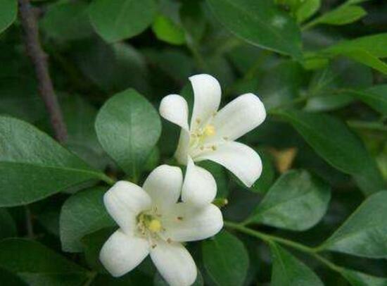 九裏香什麼時候開花，九裏香一年開幾次花(七月盛開)