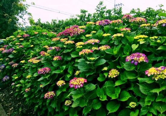 繡球花怎麼施肥，繡球花施肥方法