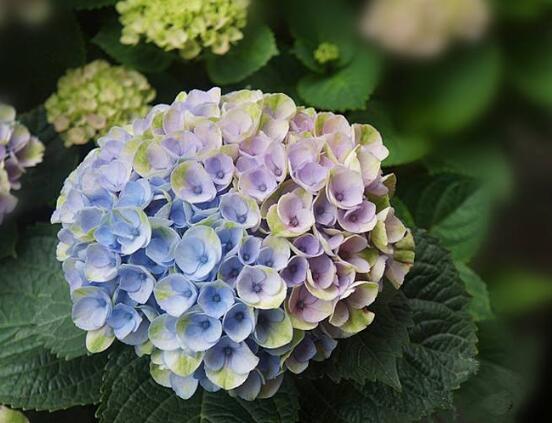 繡球花怎麼施肥，繡球花施肥方法