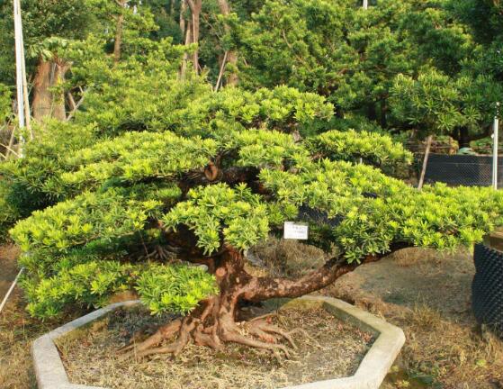 羅漢鬆花期，羅漢鬆花期為一個月(5月份開花)