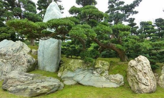 羅漢鬆花期，羅漢鬆花期為一個月(5月份開花)