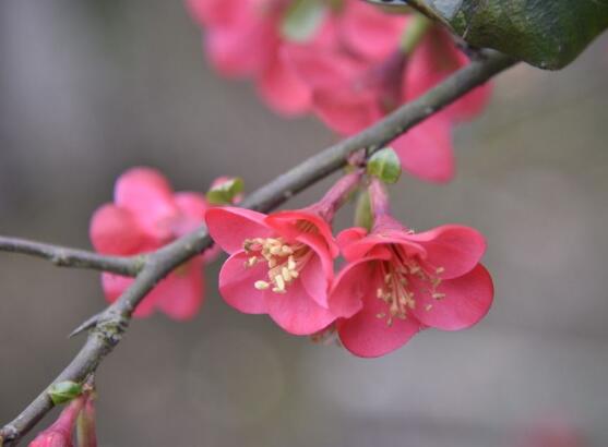 海棠花怎麼施肥，海棠花施複合肥最好