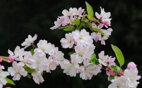 海棠花怎麼施肥，海棠花施複合肥最好