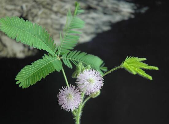 含羞草怎麼澆水，含羞草澆水方法