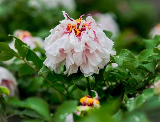 牡丹花什麼時候開，牡丹花在每年5月開花(一年開一次)