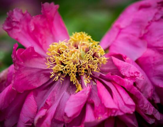 牡丹花什麼時候開，牡丹花在每年5月開花(一年開一次)