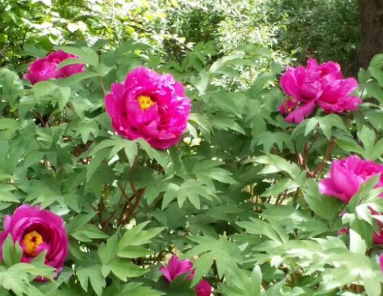 牡丹花什麼時候開，牡丹花在每年5月開花(一年開一次)