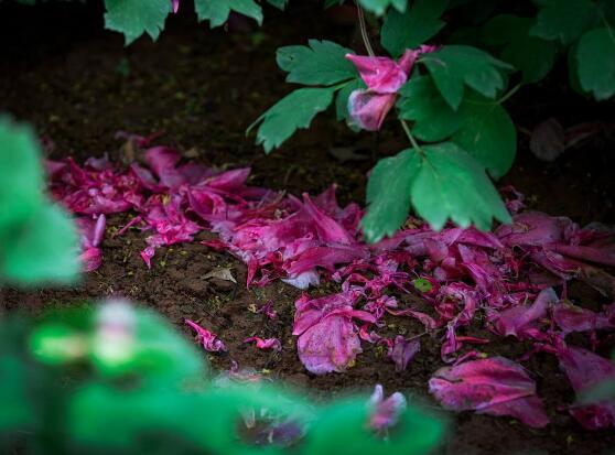 牡丹花葉子發黃怎麼辦，牡丹花葉子發黃解決辦法