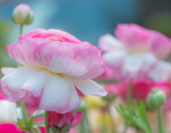 牡丹花葉子發黃怎麼辦，牡丹花葉子發黃解決辦法