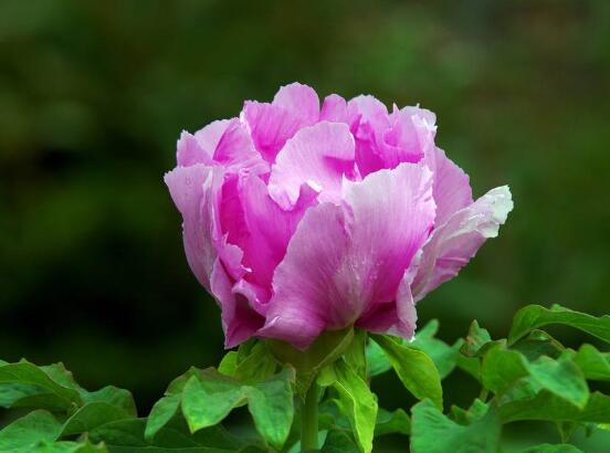 牡丹花花期，牡丹花的花期4-5月份(綻放十天)