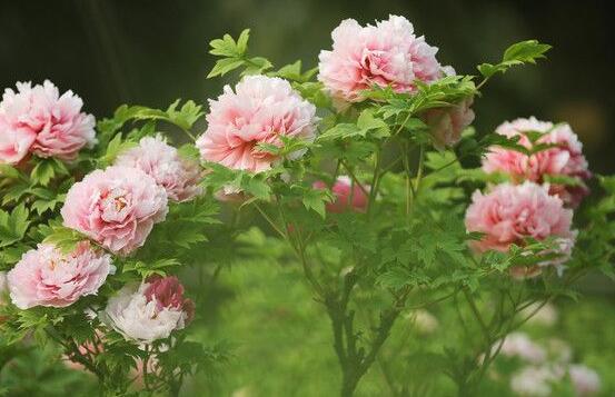 牡丹花怎麼澆水，牡丹花澆水方法