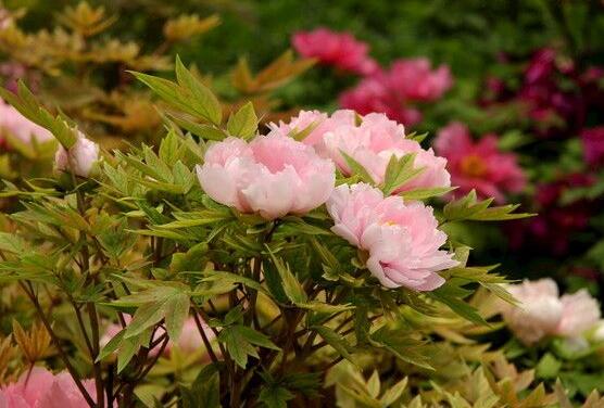 牡丹花怎麼澆水，牡丹花澆水方法