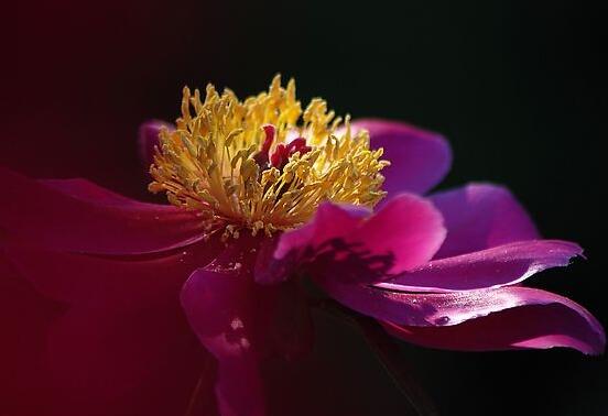 牡丹花怎麼澆水，牡丹花澆水方法