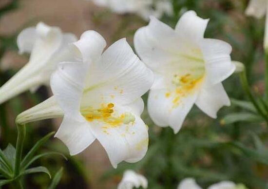 百合花怎麼養，百合花的養殖方法和注意事項