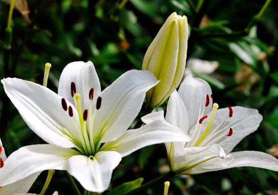 百合花怎麼養，百合花的養殖方法和注意事項