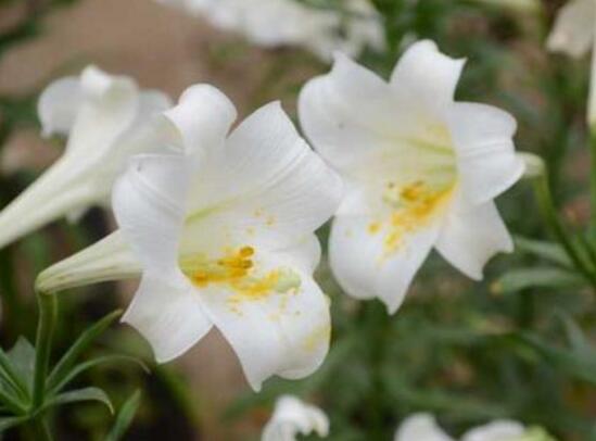 百合花什麼時候開花，百合花不開花怎麼辦/適當光照