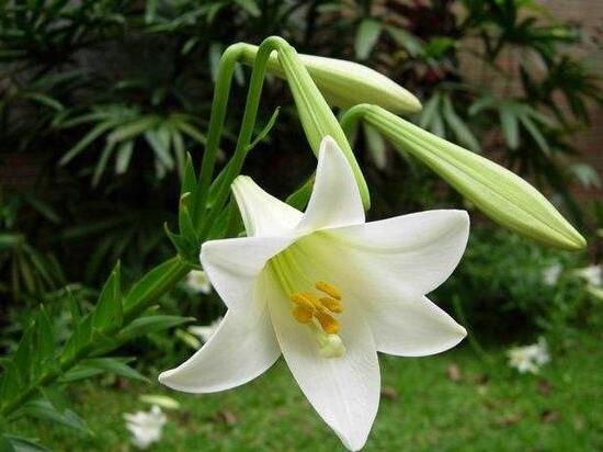 百合花葉子發黃怎麼辦，教你五種方法讓它恢複生機