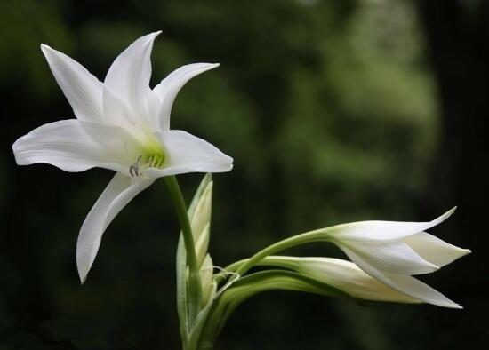 百合花葉子發黃怎麼辦，教你五種方法讓它恢複生機