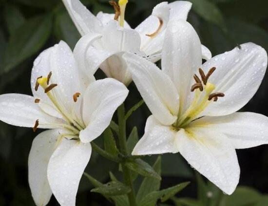 百合花葉子發黃怎麼辦，教你五種方法讓它恢複生機