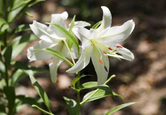 百合花怎麼修剪，百合花的修剪方法圖解