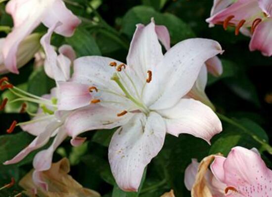 百合花有毒嗎，百合花放在臥室好嗎/影響睡眠