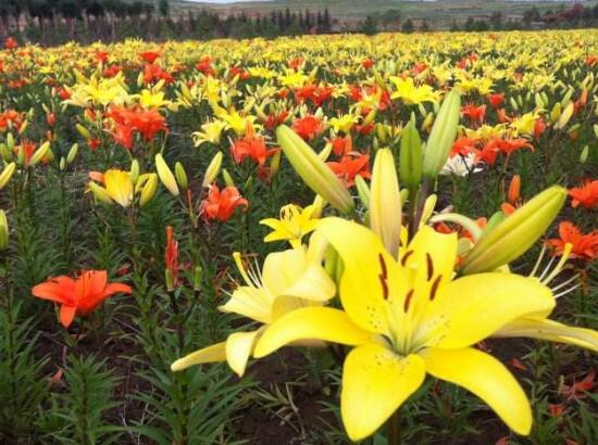 百合花有多少品種，百合花品種圖片大全