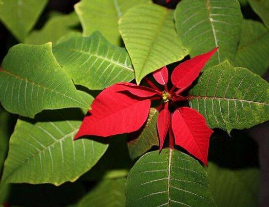 一品紅病蟲害怎麼辦，一品紅病蟲害防治辦法