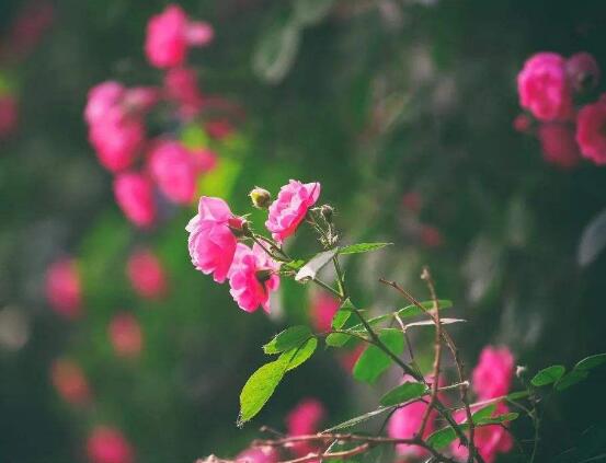 薔薇花怎麼修剪，薔薇花修剪方法