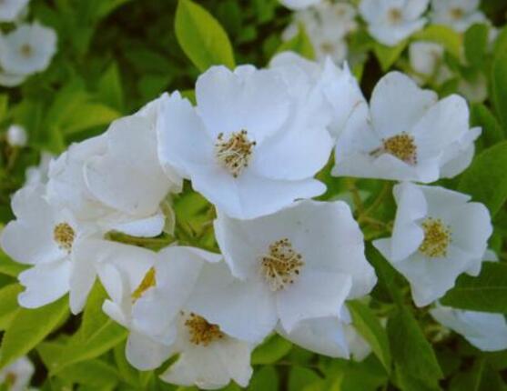 白色薔薇花 白色薔薇花特點 發財農業網