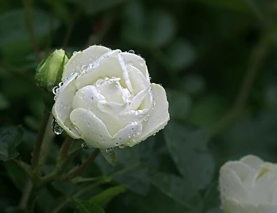 白色薔薇花 白色薔薇花特點 發財農業網