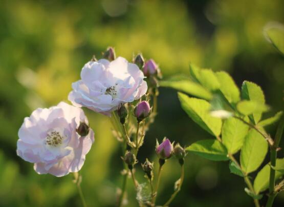 野薔薇花語是什麼 野薔薇花語代表著浪漫的愛情 發財農業網